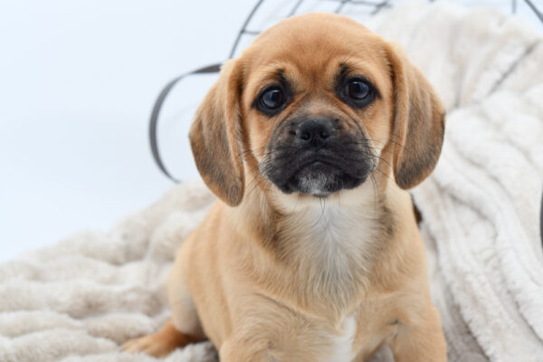 [#25300-05]  - Fawn F Puggle Puppies for Sale