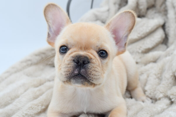 [#251013-01]  - Cream M French Bulldog Puppies for Sale