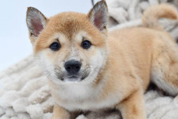 [#251083-01]  - Red Sesame M Shiba Inu Puppies for Sale