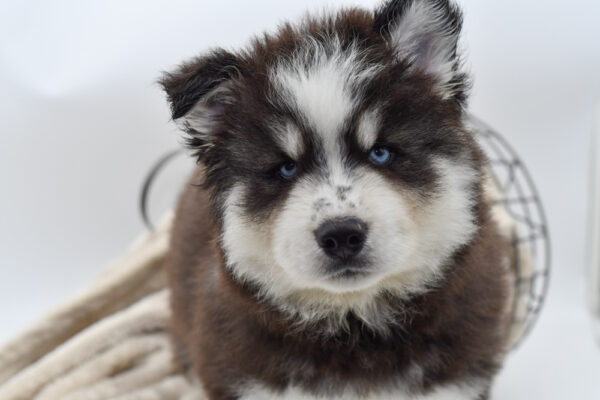 [#251143-02]  - Black / White M Siberian Husky Puppies for Sale