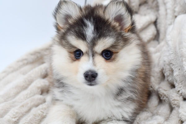 [#25936-06]  - Black / White F Pomsky Puppies for Sale