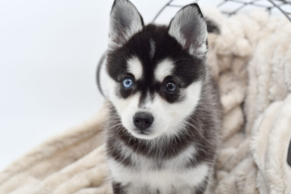 [#25994-04]  - Black / Tan F Alaskan Klee Kai Puppies for Sale