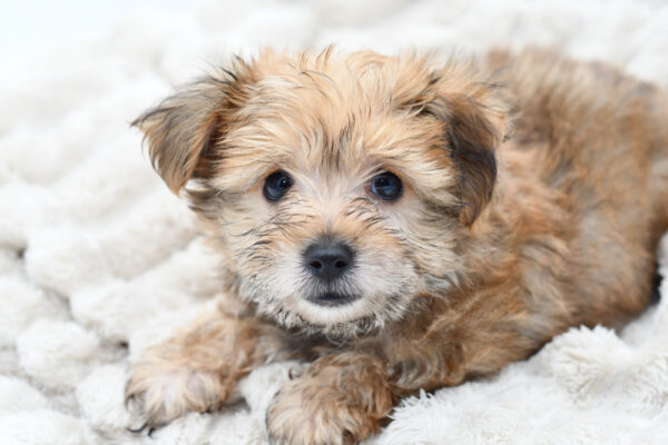 [#25661-01]  - Black / Tan M Yochon Puppies for Sale