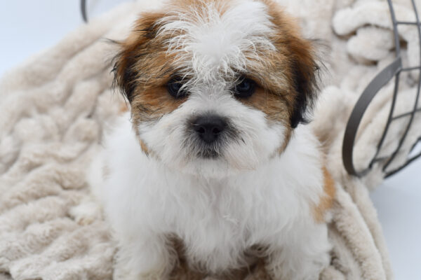 [#25662-03]  - Brown / White M Teddy Bear Puppies for Sale