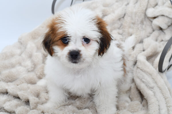 [#25662-04]  - Brown / White F Teddy Bear Puppies for Sale