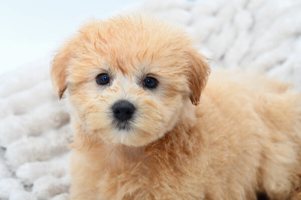 [#25700-03]  - Red F Maltipoo Puppies for Sale