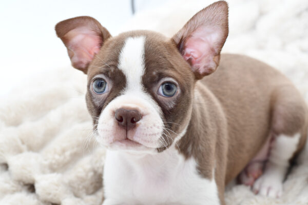 [#25715-06]  - Red / White F Boston Terrier Puppies for Sale