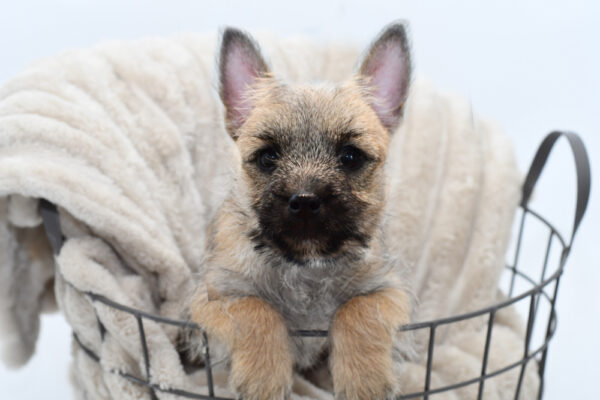 [#25719-01]  - Brown M Cairn Terrier Puppies for Sale