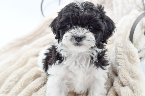 [#25742-05]  - Black / White F Poodle/Shih Tzu Puppies for Sale
