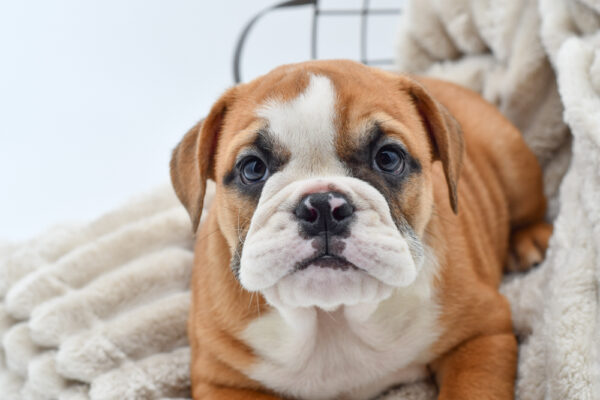 [#25776-04]  - Red M English Bulldog  Puppies for Sale