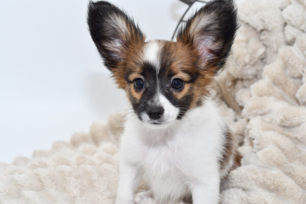[#251150-04]  - Tri-Colored M Papillon Puppies for Sale