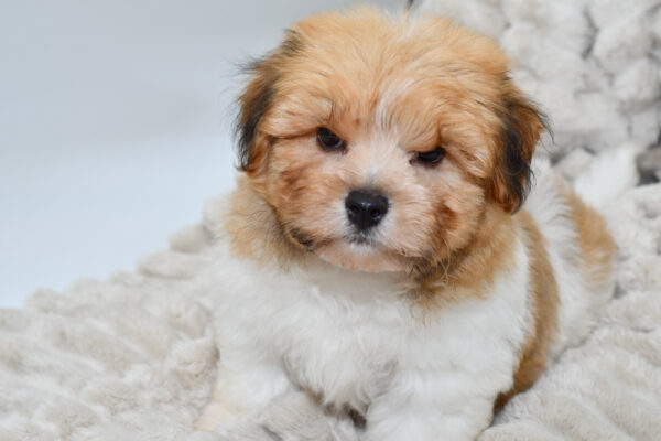 [#25944-01]  - Chocolate / White M Havanese Puppies for Sale