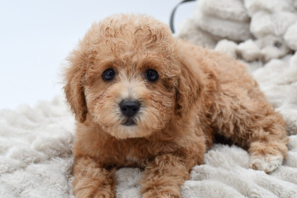 [#25931-02]  - Apricot M Poodle Mini Puppies for Sale