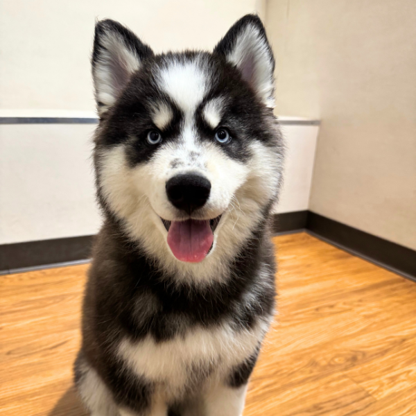 [#251143-02]  - Black / White M Siberian Husky Puppies for Sale