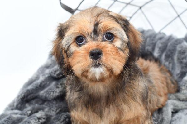 [#25385-07]  - Brown / White F Cavatzu Puppies for Sale