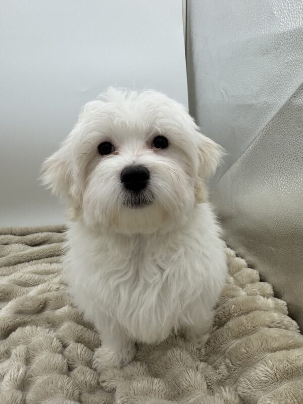 [#25655-03]  - White M Maltese Puppies for Sale
