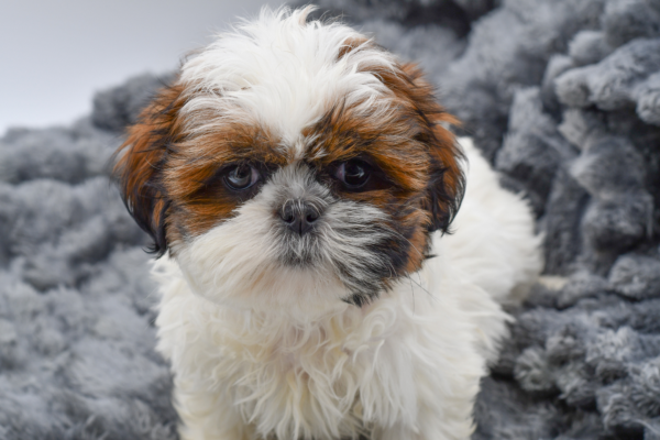 [#25703-03]  - Brindle / White F Shih Tzu Puppies for Sale