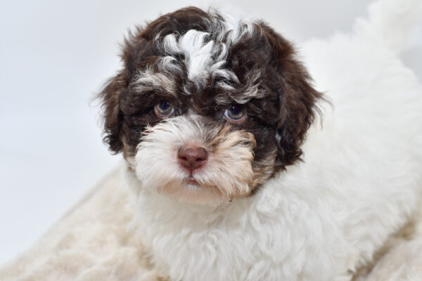 [#251112-02]  - Chocolate / White M Havanese Puppies for Sale