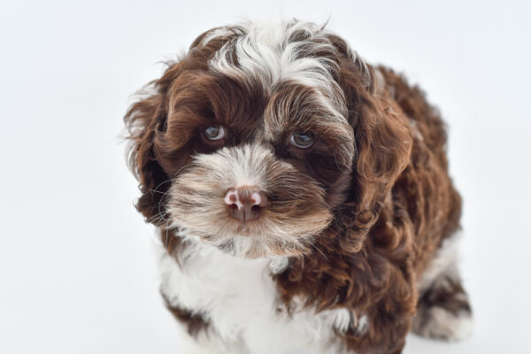 [#251122-01]  - Chocolate Merle M Cock A Poo Puppies for Sale