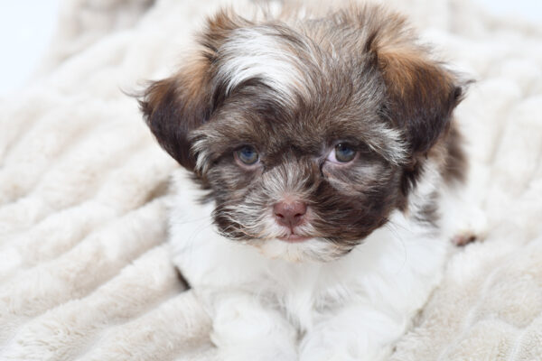 [#251174-04]  - Brown / White M Havatzu Puppies for Sale