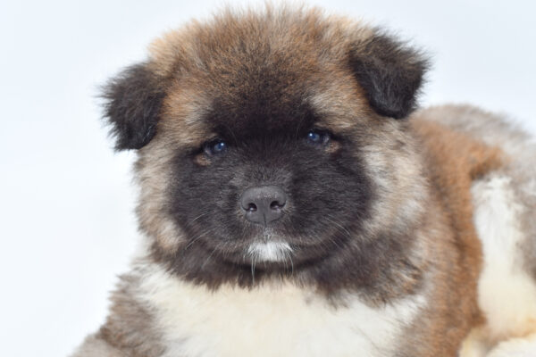 [#251236-01]  - Black / Brown M Akita Puppies for Sale