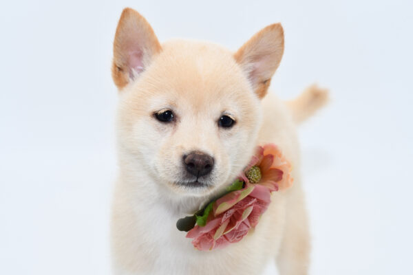 [#251240-01]  - Cream F Shiba Inu Puppies for Sale