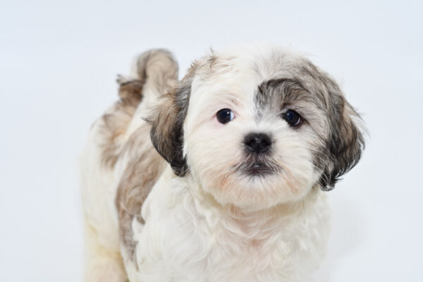 [#25763-07]  - Brown / White M Malshi Puppies for Sale
