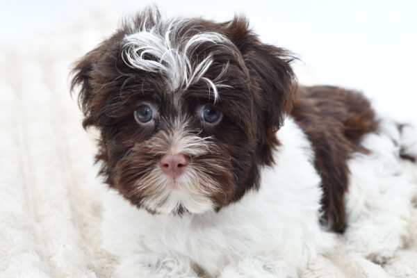 [#25821-02]  - Chocolate White Tan M Havanese Puppies for Sale