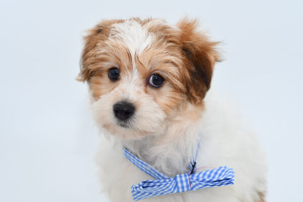 [#25851-02]  - Brown / White M Yochon Puppies for Sale