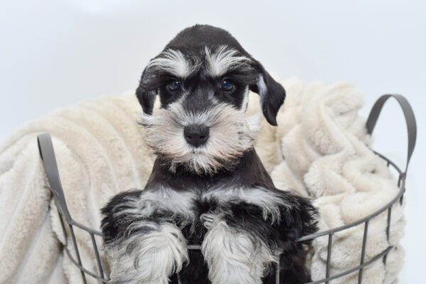 [#25868-03]  - Black / Silver F Miniature Schnauzer Puppies for Sale