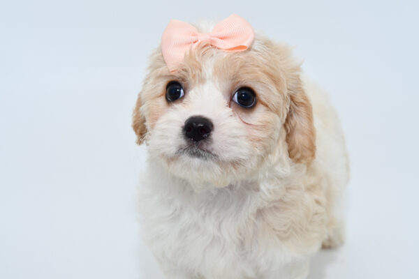[#25912-07]  - Blenheim / White F Cavachon Puppies for Sale