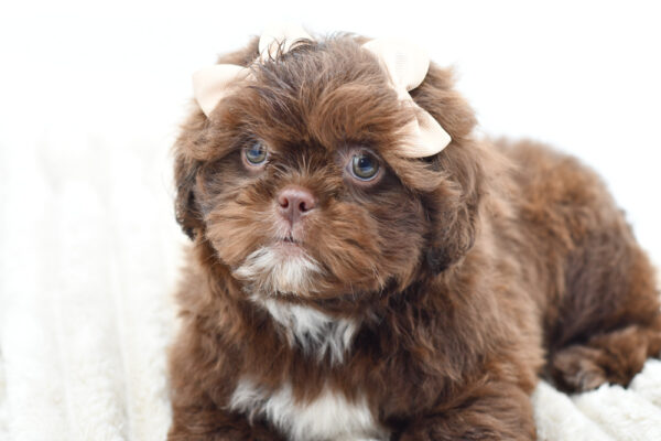 [#25938-07]  - Chocolate F Shih Tzu Puppies for Sale