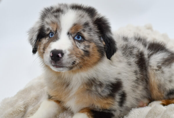 [#251045-03]  - Blue Merle M Australian Shepherd Puppies for Sale