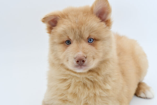 [#251126-02]  - Red Sable M Pomsky Puppies for Sale