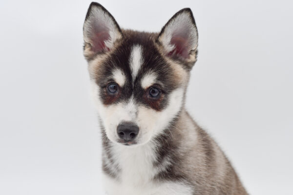 [#251185-01]  - Black / White M Alaskan Klee Kai Puppies for Sale