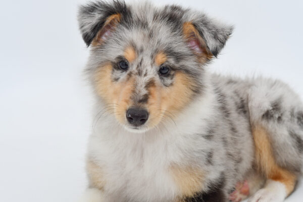 [#251575-02]  - Blue Merle White / Tan M Collie Puppies for Sale