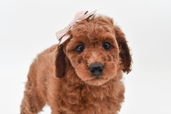 [#25846-07]  - Red F Goldendoodle Mini 2nd Gen Puppies for Sale