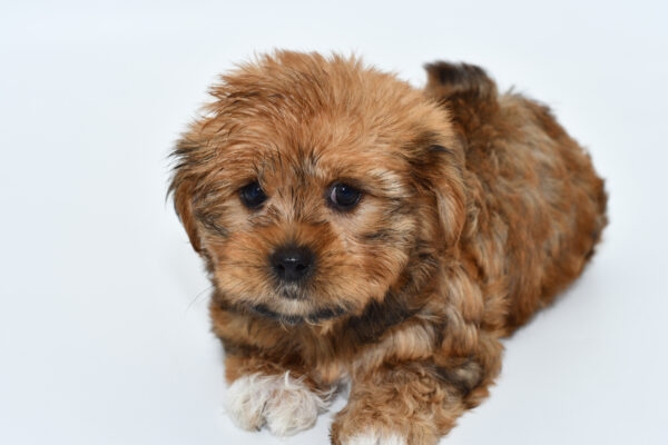 [#25956-03]  - Brown / White F Shorkie Puppies for Sale