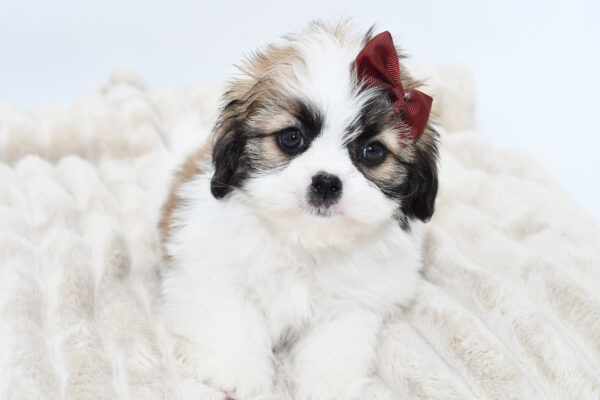 [#25957-06]  - Brown / White F Teddy Bear Puppies for Sale
