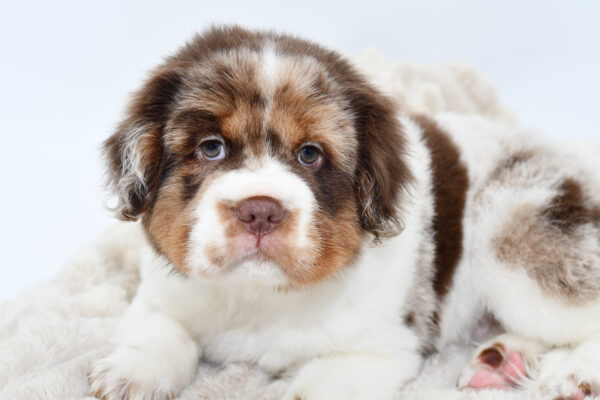 [#25986-01]  - Chocolate / White M Hippo Mini Puppies for Sale