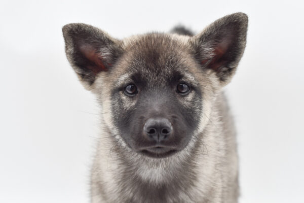 [#251044-05]  - Gray Black / Silver M Norwegian Elkhound Puppies for Sale