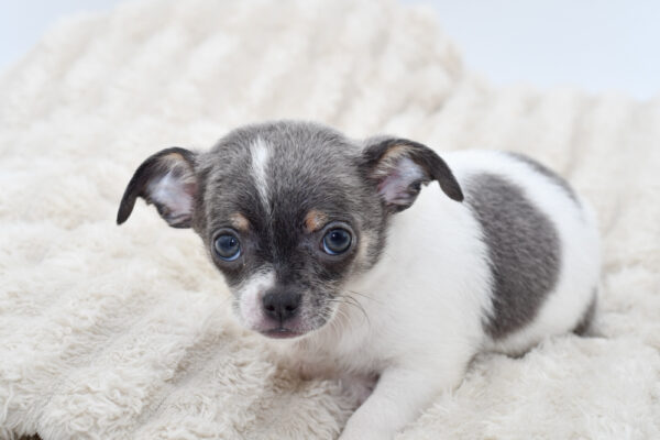 [#251053-06]  - Blue White / Tan F Chihuahua Puppies for Sale