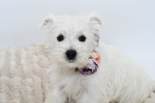[#251190-04]  - White F West Highland White Terrier Puppies for Sale