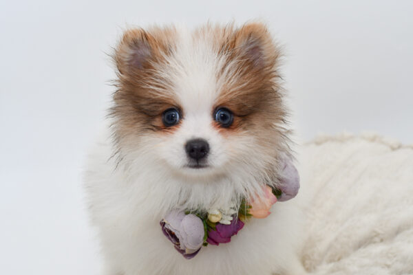 [#251433-03]  - Orange Sable F Pomeranian Puppies for Sale