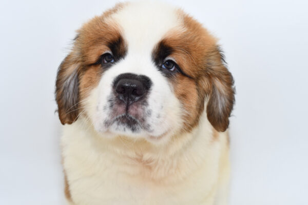 [#251445-02]  - Brown / White M Saint Bernard Puppies for Sale