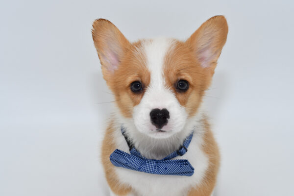 [#25427-01]  - Brown / White M Pembroke Welsh Corgi Puppies for Sale