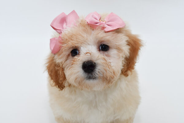 [#25436-02]  - Cream F Havapoo Puppies for Sale