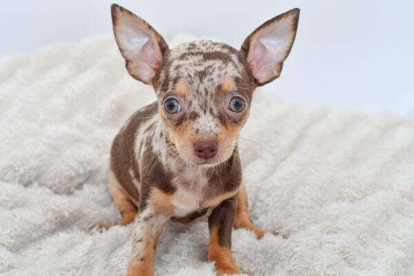 [#251051-01]  - Chocolate Merle M Chihuahua Puppies for Sale