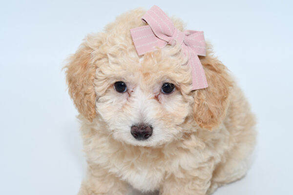 [#25928-06]  - Apricot F Teddy Bear Puppies for Sale