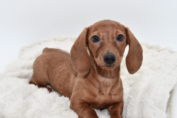 [#251069-04]  - Red F Dachshund Puppies for Sale